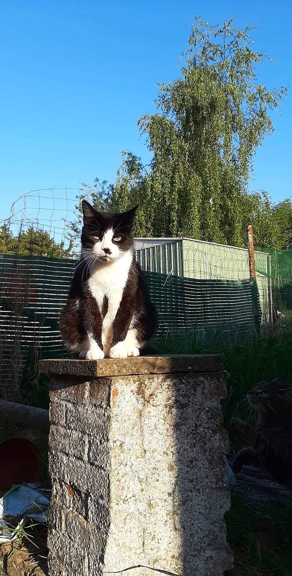 Loki a rejoint le concours — aidez-le/la à gagner de superbes lots ! canidae, carnivore, cat, domestic_short_haired_cat, felidae, formal_wear, fur, grass, landscape, plant, roof, shadow, sitting, sky, small_to_medium_sized_cats, tail, tints_and_shades, tree, whiskers, wood