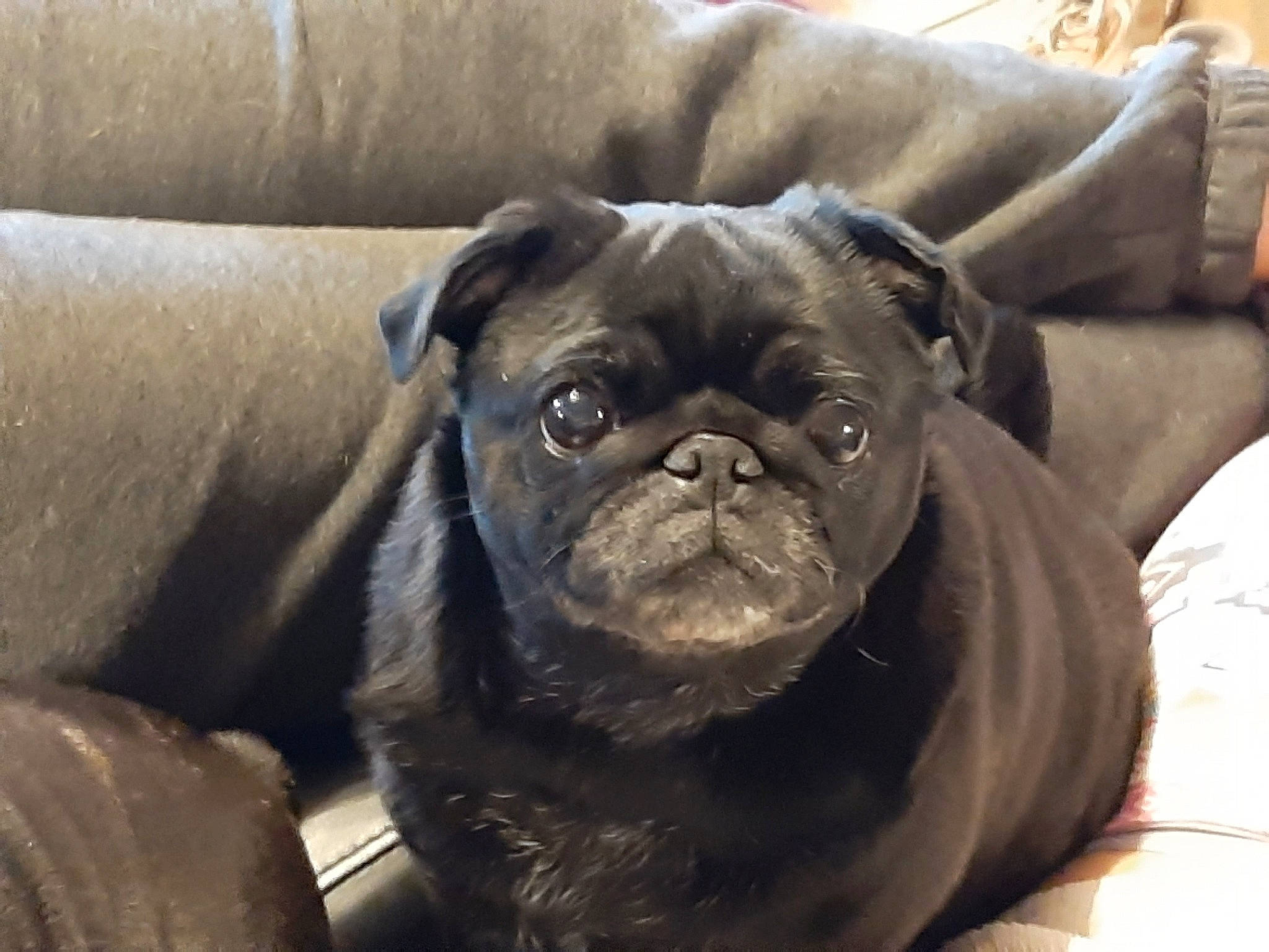 Lilou participe au concours pour gagner de l'argent avec cette photo : bulldog, canidae, carnivore, comfort, companion_dog, dog, dog_breed, ear, fawn, french_bulldog, liver, molosser, pug, snout, sporting_group, terrestrial_animal, toy_dog, whiskers, working_animal, wrinkle