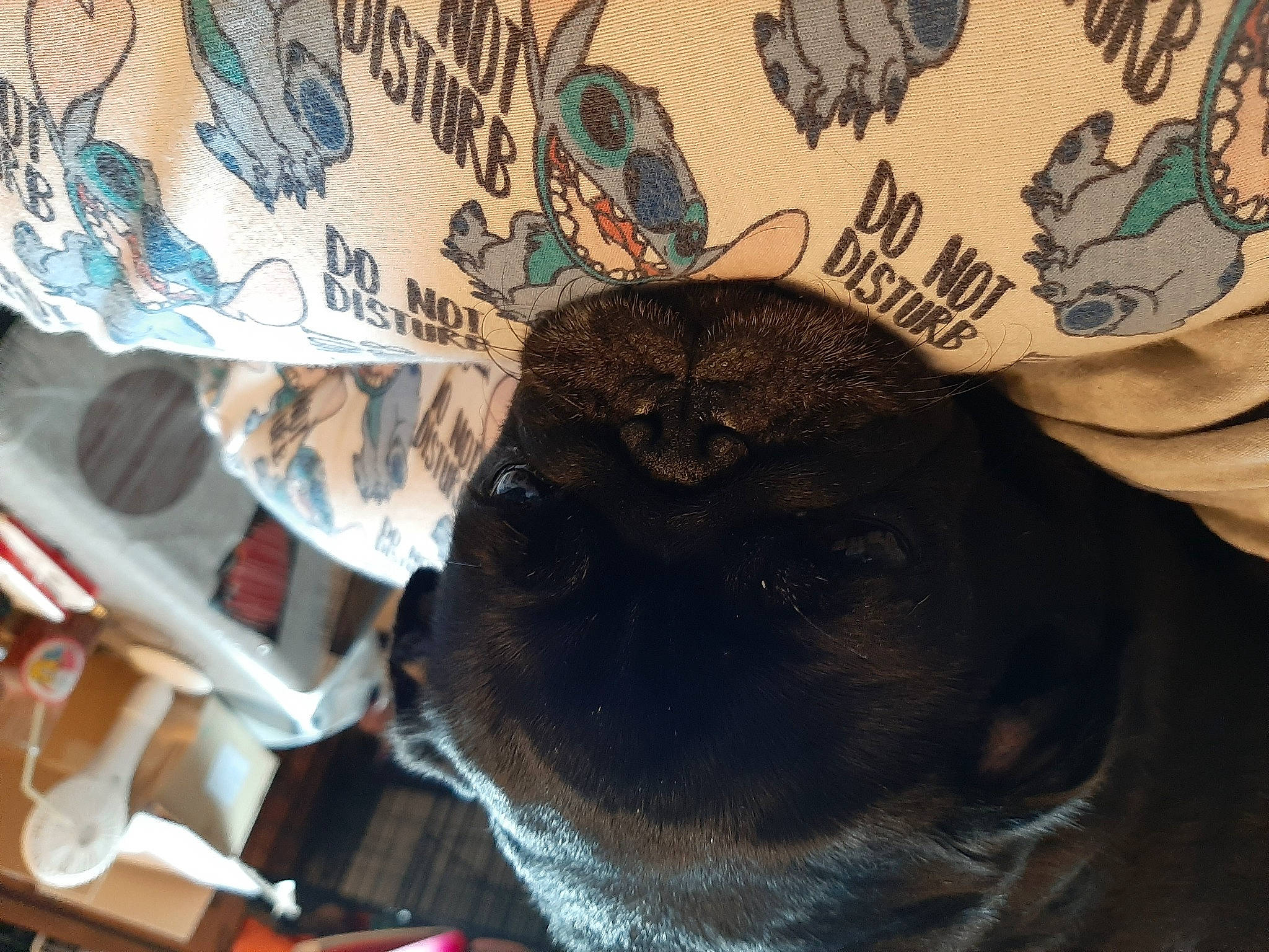 Lilou participe au concours pour gagner de l'argent avec cette photo : companion_dog, cool, dog, dog_breed, fawn, felidae, font, fur, logo, pattern, selfie, sleeve, small_to_medium_sized_cats, snout, t_shirt, temporary_tattoo, visual_arts, whiskers, working_animal, wrinkle