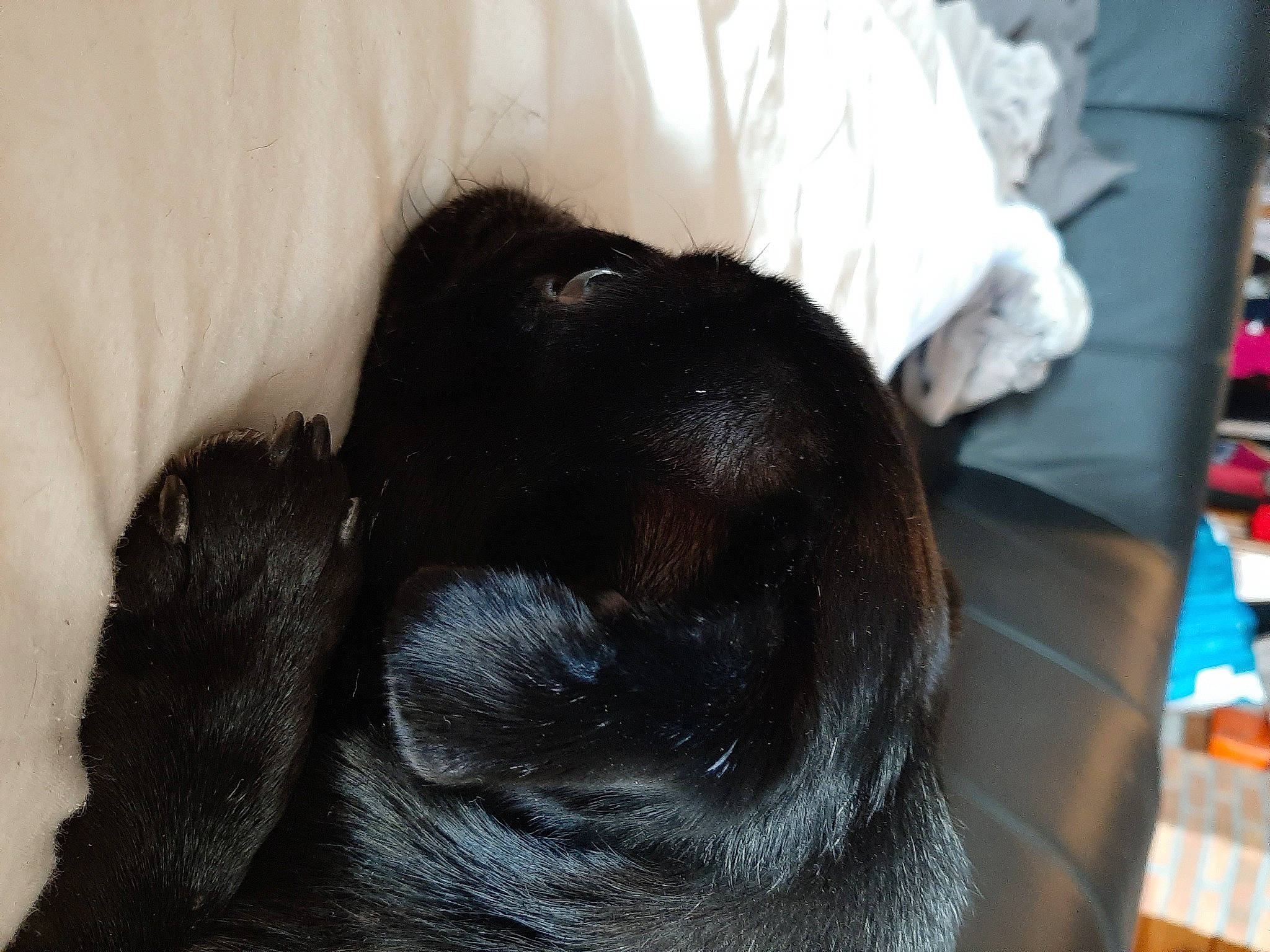 Lilou a rejoint le concours — aidez-le/la à gagner de superbes lots ! borador, canidae, carnivore, claw, comfort, companion_dog, dog, dog_breed, ear, fur, guard_dog, liver, mammal, nap, sleep, snout, sporting_group, vertebrate, whiskers, working_animal