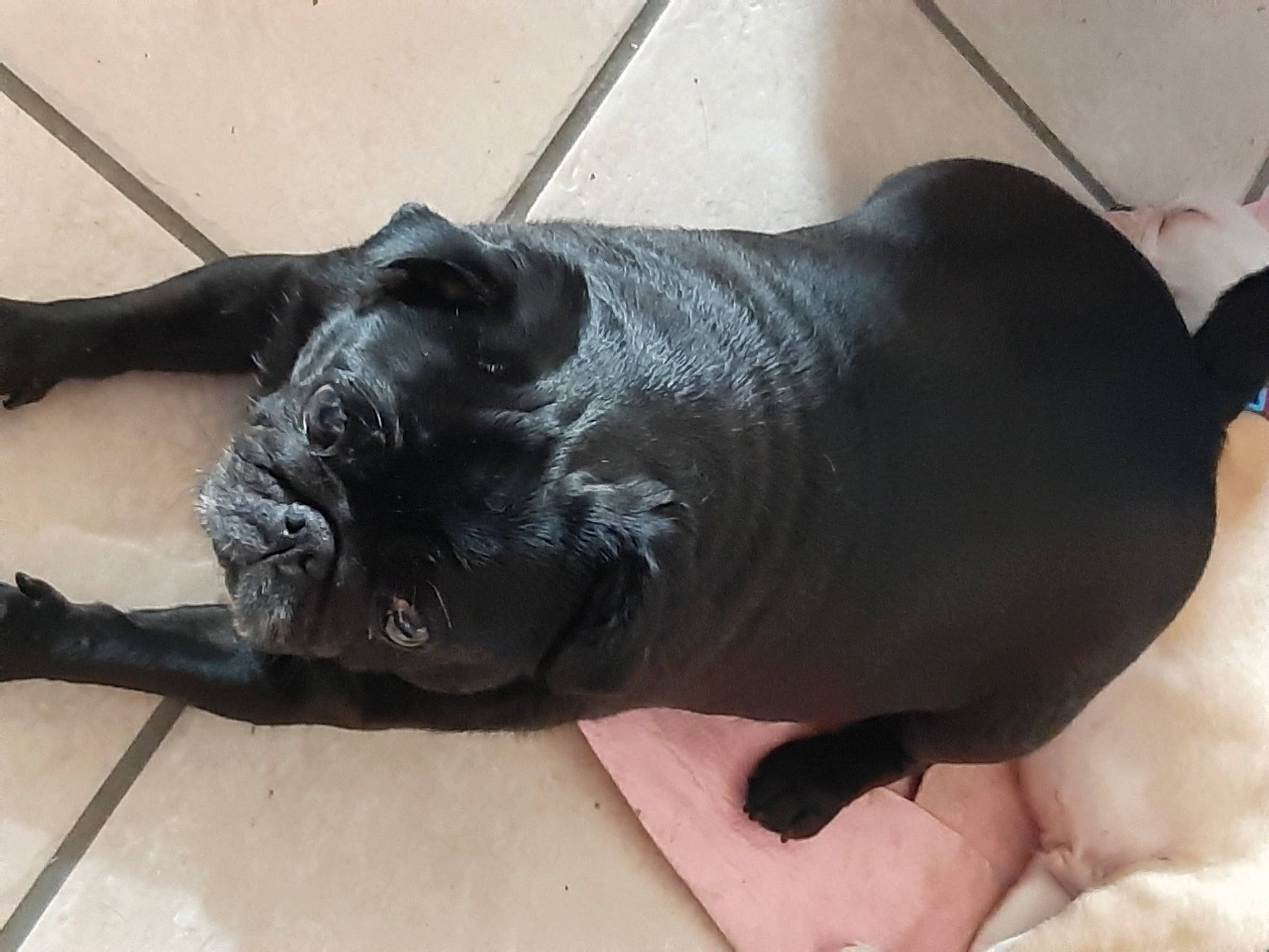 Lilou a rejoint le concours — aidez-le/la à gagner de superbes lots ! canidae, carnivore, comfort, companion_dog, dog, dog_breed, fawn, flooring, foot, fur, metal, non_sporting_group, sculpture, snout, sporting_group, tail, terrestrial_animal, vertebrate, wood, working_animal