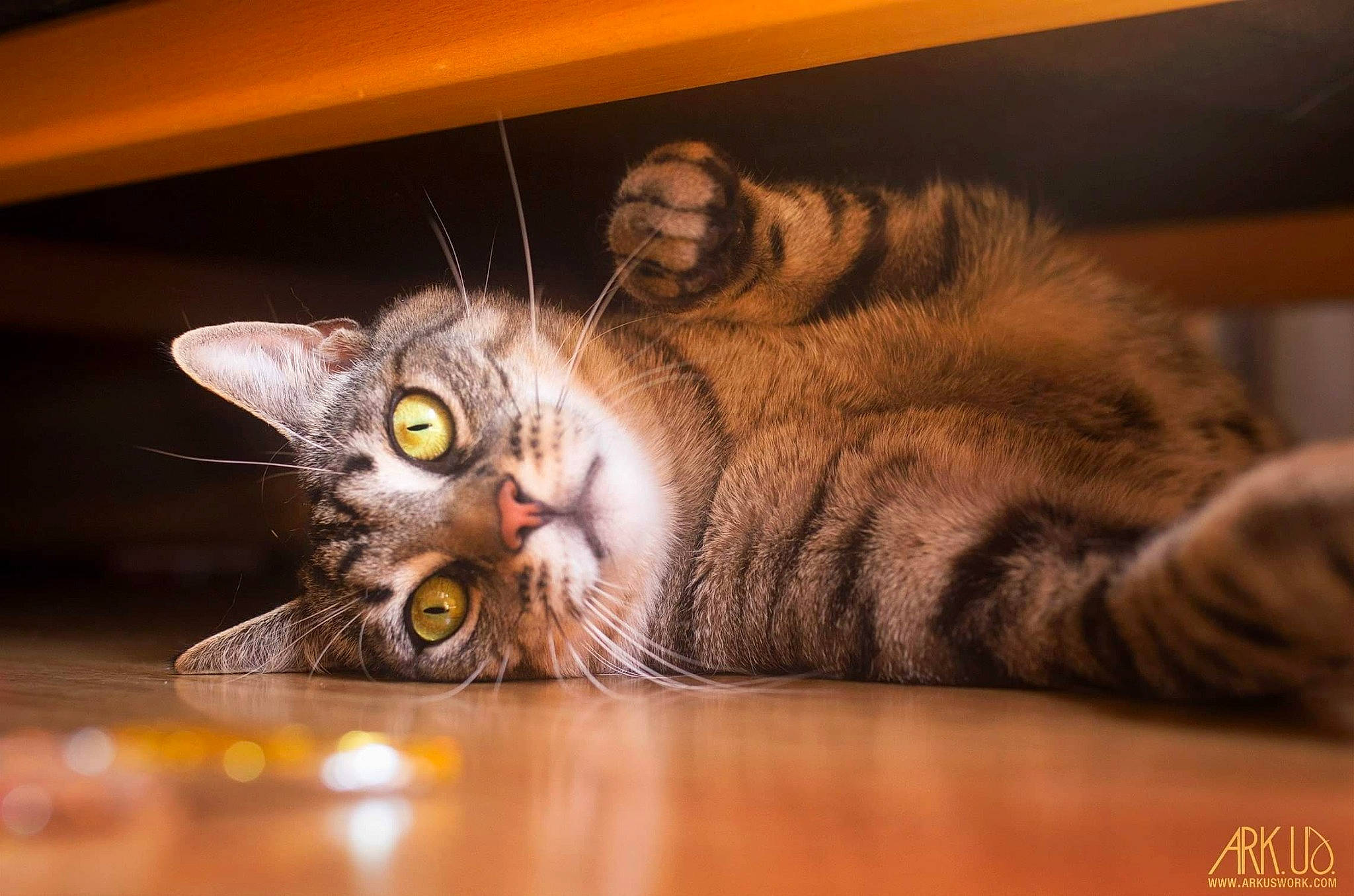 Godzilla a rejoint le concours — aidez-le/la à gagner de superbes lots ! american_curl, american_shorthair, asian, carnivore, cat, domestic_short_haired_cat, dragon_li, european_shorthair, eye, felidae, floor, flooring, fur, maine_coon, norwegian_forest_cat, pixie_bob, siberian, small_to_medium_sized_cats, tabby_cat, whiskers