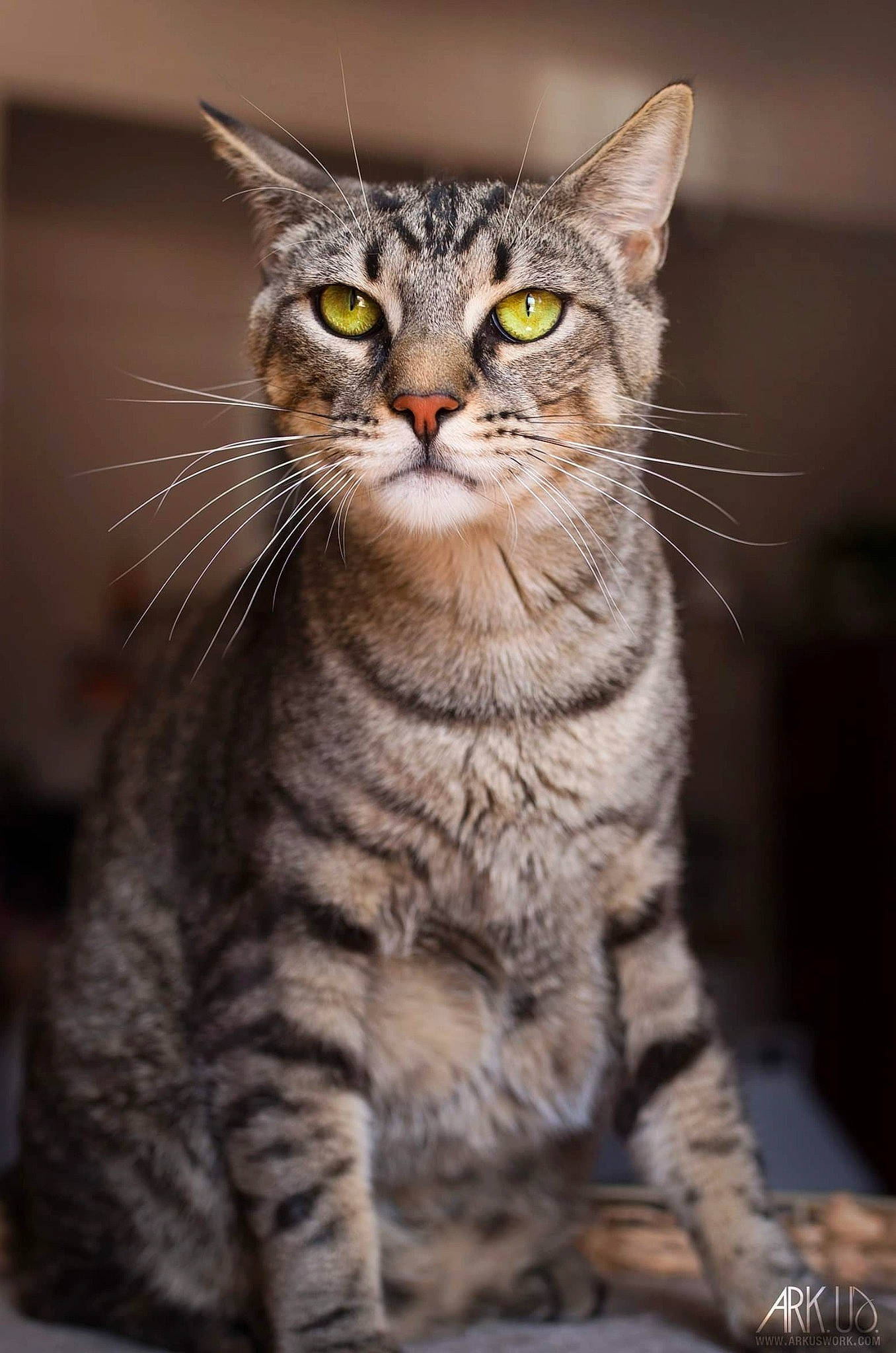 Godzilla a rejoint le concours — aidez-le/la à gagner de superbes lots ! american_shorthair, american_wirehair, asian, australian_mist, california_spangled, carnivore, cat, domestic_short_haired_cat, dragon_li, european_shorthair, felidae, mammal, ocicat, pixie_bob, small_to_medium_sized_cats, snout, tabby_cat, toyger, vertebrate, whiskers