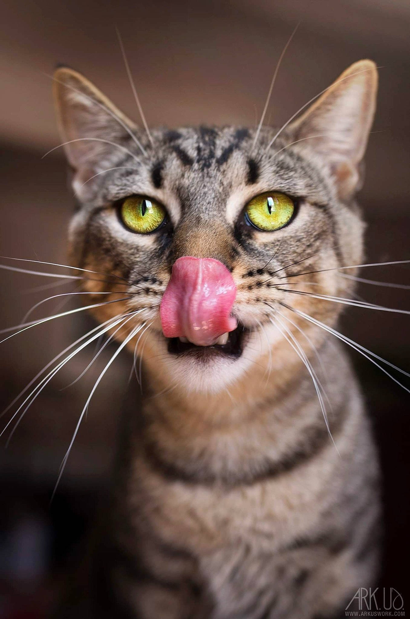 Godzilla a rejoint le concours — aidez-le/la à gagner de superbes lots ! american_shorthair, american_wirehair, asian, carnivore, cat, close_up, domestic_short_haired_cat, dragon_li, european_shorthair, eye, facial_expression, felidae, mammal, nose, ocicat, small_to_medium_sized_cats, snout, tabby_cat, vertebrate, whiskers