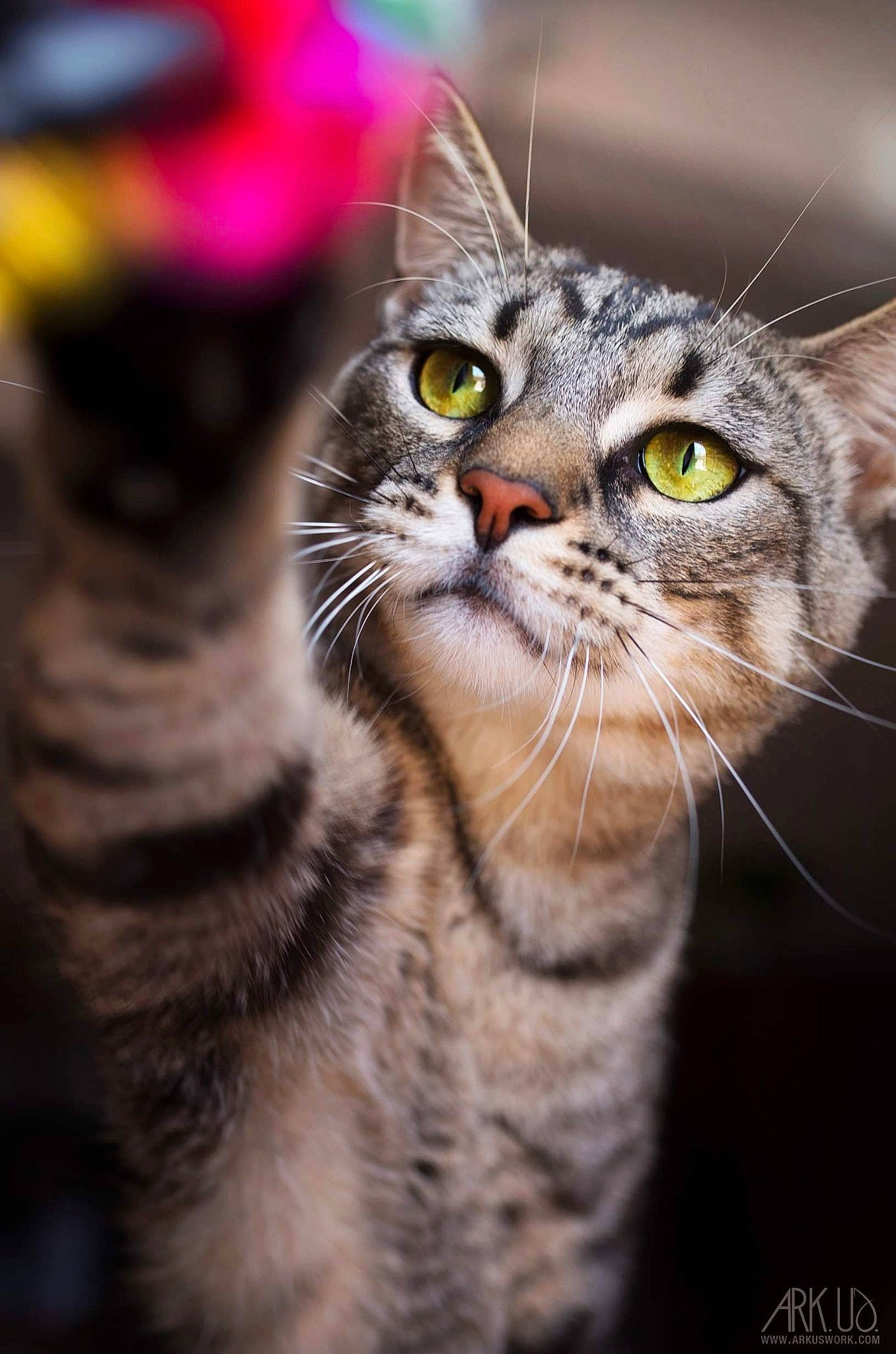 Godzilla a rejoint le concours — aidez-le/la à gagner de superbes lots ! aegean_cat, american_shorthair, american_wirehair, asian, california_spangled, carnivore, cat, close_up, domestic_short_haired_cat, egyptian_mau, european_shorthair, eye, felidae, kitten, mammal, small_to_medium_sized_cats, snout, tabby_cat, toyger, whiskers