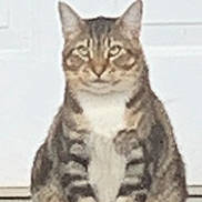 River joined the competition — help win amazing prizes! animal, brown, cat, door, doormat, front_view, fur, gray, house, looking, outdoor, paws, pet, sitting, striped, tabby_cat, tail, whiskers, white, white_door