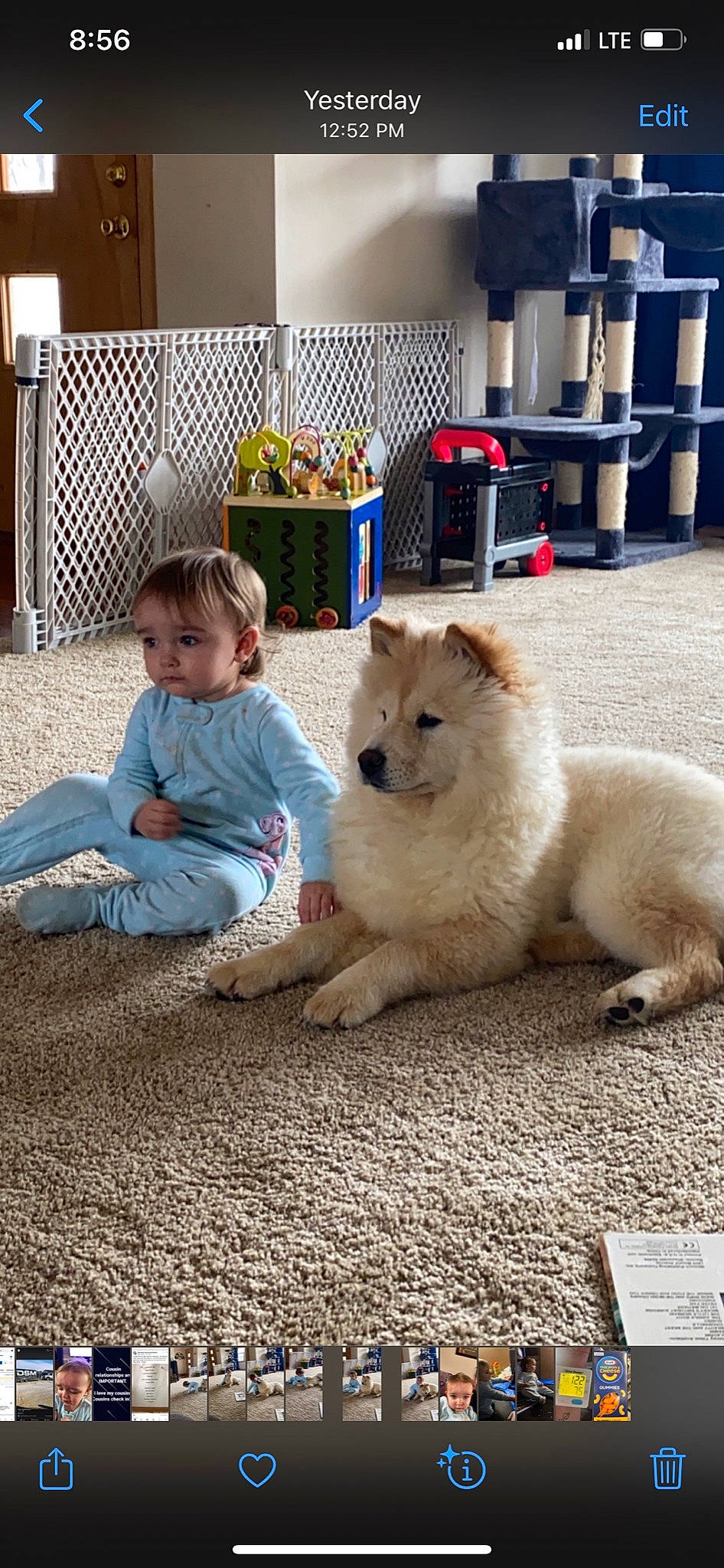 Nova is registered to the contest to win money with this photo: baby_toddler_clothing, carnivore, companion_dog, dog, dog_breed, felidae, flooring, fur, german_spitz, german_spitz_klein, german_spitz_mittel, japanese_spitz, paw, small_to_medium_sized_cats, spitz, tail, toddler, toy_dog, volpino_italiano, whiskers