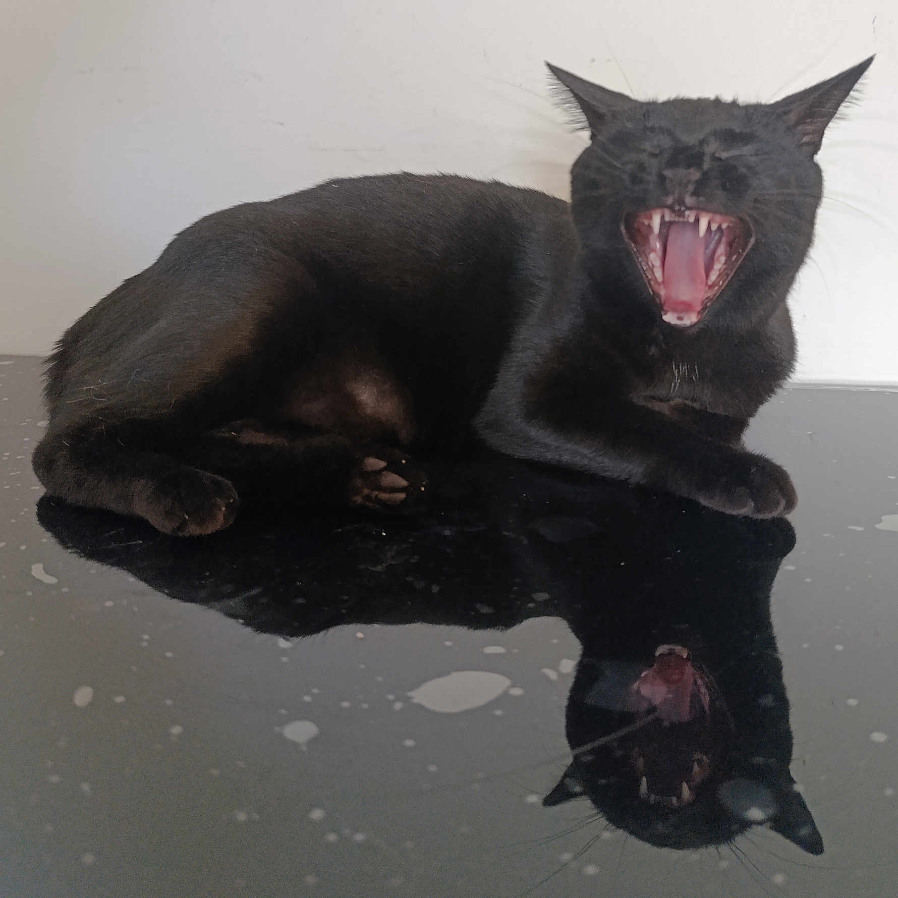 Heyden a rejoint le concours — aidez-le/la à gagner de superbes lots ! animal, black_cat, cat, close_up, cute, domestic_cat, expression, feline, fur, indoor, laying_down, mammal, pet, portrait, reflection, relaxing, resting, teeth, whiskers, yawning