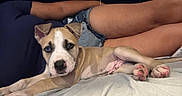 Canelo is registered to the contest to win money with this photo: animal, bed, blue_eye, brown, casual, companion, cute, denim_shorts, dog, indoor, lying_down, mixed_breed, paws, person, pet, puppy, relaxed, resting, stretching, white