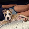 puppy, dog, bed, person, denim_shorts, lying_down, indoor, cute, pet, animal, paws, stretching, mixed_breed, brown, white, blue_eye, relaxed, companion, casual, resting