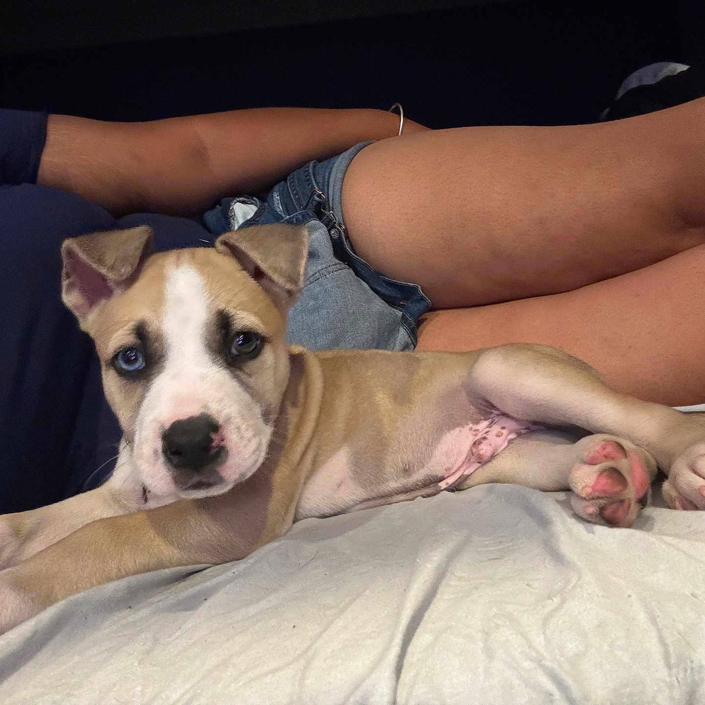 Canelo