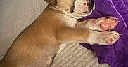 Canelo is registered to the contest to win money with this photo: puppy, sleeping, dog, paw, pink_paw, towel, purple_towel, beige_surface, cute, pet, animal, resting, cozy, indoor, fur, small_dog, snout, closed_eyes, relaxed, adorable