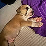 Canelo is registered to the contest to win money with this photo: puppy, sleeping, dog, paw, pink_paw, towel, purple_towel, beige_surface, cute, pet, animal, resting, cozy, indoor, fur, small_dog, snout, closed_eyes, relaxed, adorable