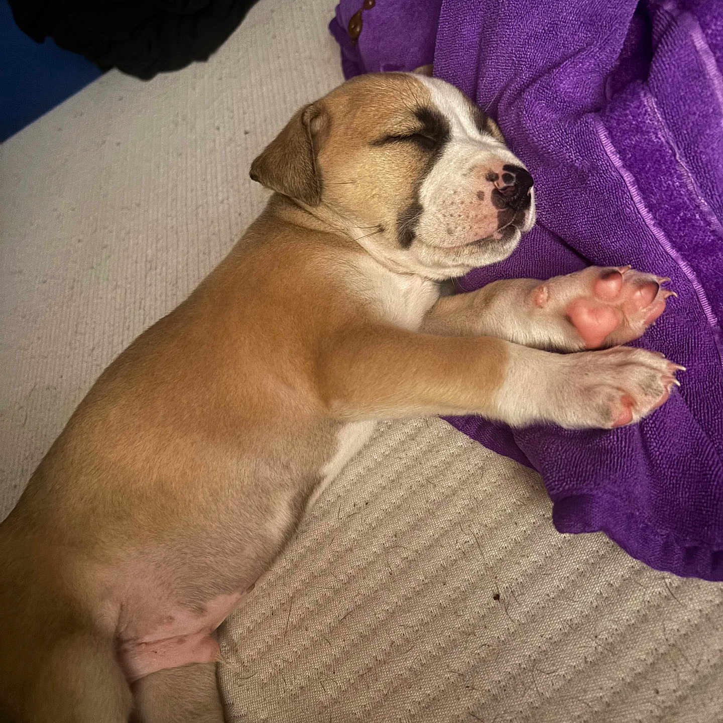Canelo is registered to the contest to win money with this photo: puppy, sleeping, dog, paw, pink_paw, towel, purple_towel, beige_surface, cute, pet, animal, resting, cozy, indoor, fur, small_dog, snout, closed_eyes, relaxed, adorable