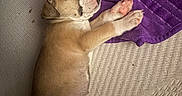 Canelo is registered to the contest to win money with this photo: puppy, sleeping, dog, towel, purple, beige, paw, fur, cute, pet, rest, cozy, indoor, animal, blanket, texture, soft, young, peaceful, relaxed