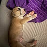 puppy, sleeping, dog, towel, purple, beige, paw, fur, cute, pet, rest, cozy, indoor, animal, blanket, texture, soft, young, peaceful, relaxed
