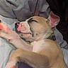 Canelo is registered to the contest to win money with this photo: animal, bed, blanket, closeup, collar, cozy, cute, dog, domestic_animal, fur, indoor, paw, pet, pink_paw_pads, puppy, relaxed, resting, sleeping, snuggle, young
