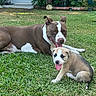 Canelo joined the competition — help win amazing prizes! dog, puppy, grass, outdoor, pet, canine, animal, brown, white, tongue_out, playful, relaxed, nature, yard, summer, sunlight, two_dogs, cute, pets, mammal