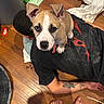 Canelo is registered to the contest to win money with this photo: animal, bare_feet, black_shirt, cap, casual, cute, dog, floor, home, indoor, jeans, looking_up, lying_down, person, pet, playful, puppy, relaxed, tattoo, wooden_floor