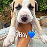 Canelo is registered to the contest to win money with this photo: puppy, dog, hand, outdoor, greenery, concrete, person, animal, pet, young, cute, small_dog, background, nature, tree, fur, expression, paw, holding, blue_heart