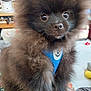dog, puppy, pomeranian, fluffy, black_fur, blue_harness, indoor, pet, cute, small_dog, animal, canine, sitting, close_up, looking_at_camera, fur, eyes, nose, domestic_animal, adorable