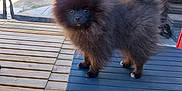 Aiko a rejoint le concours — aidez-le/la à gagner de superbes lots ! dog, puppy, pomeranian, fluffy, black_dog, outdoor, deck, wooden_floor, pet, curious, small_dog, animal, eyes, portrait, standing, fence, plants, table, tablecloth, sunlight