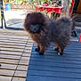 dog, puppy, pomeranian, fluffy, black_dog, outdoor, deck, wooden_floor, pet, curious, small_dog, animal, eyes, portrait, standing, fence, plants, table, tablecloth, sunlight