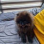dog, pomeranian, toy, bone, bed, pillow, black_fur, fluffy, pet, indoor, window, blinds, fur, animal, cute, small_dog, companion, resting, domestic, playful