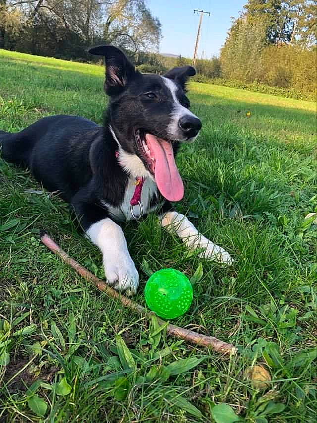 Karma a rejoint le concours — aidez-le/la à gagner de superbes lots ! ball, carnivore, collar, companion_dog, dog, dog_breed, fun, grass, lawn, leisure, plant, recreation, sky, snout, sports_equipment, sports_toy, tail, tennis_ball, toy, tree