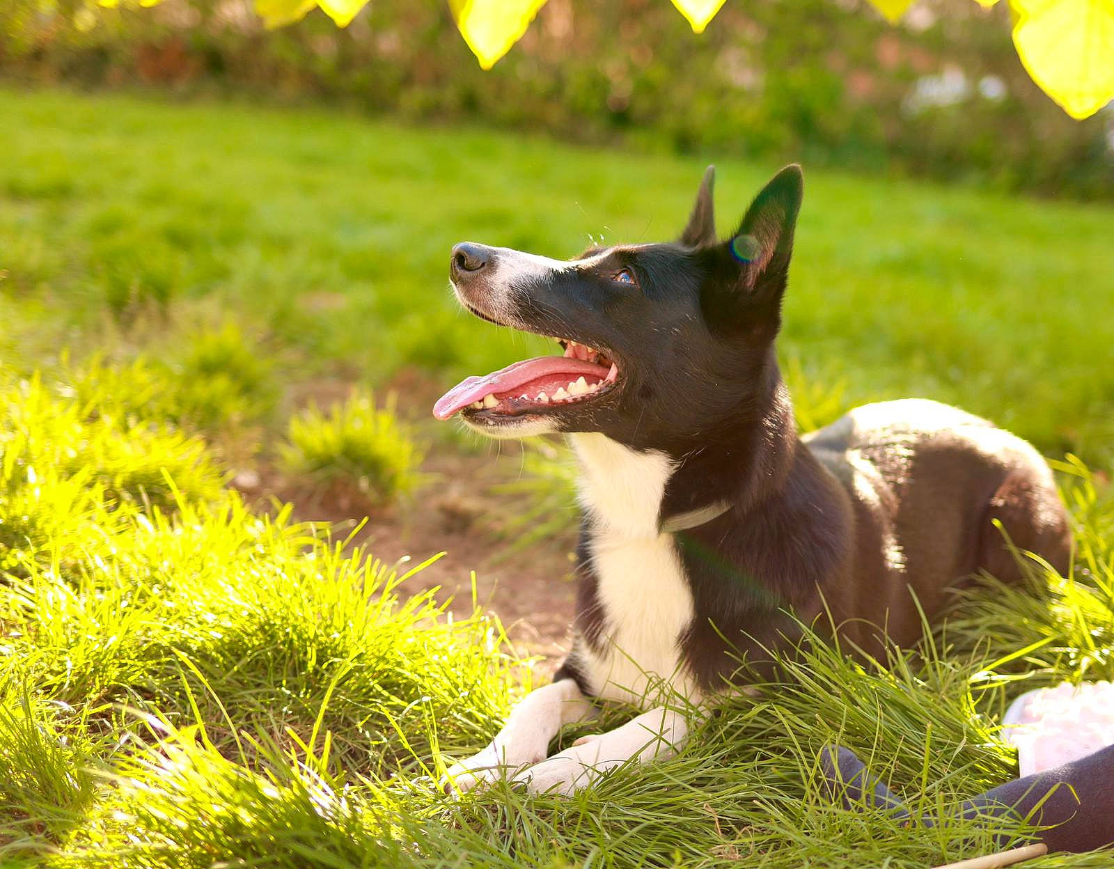 Karma a rejoint le concours — aidez-le/la à gagner de superbes lots ! australian_cattle_dog, balloon, carnivore, collar, companion_dog, dog, dog_breed, dog_collar, fang, fawn, grass, grassland, groundcover, happy, herding_dog, leash, plant, terrestrial_animal, whiskers, working_animal
