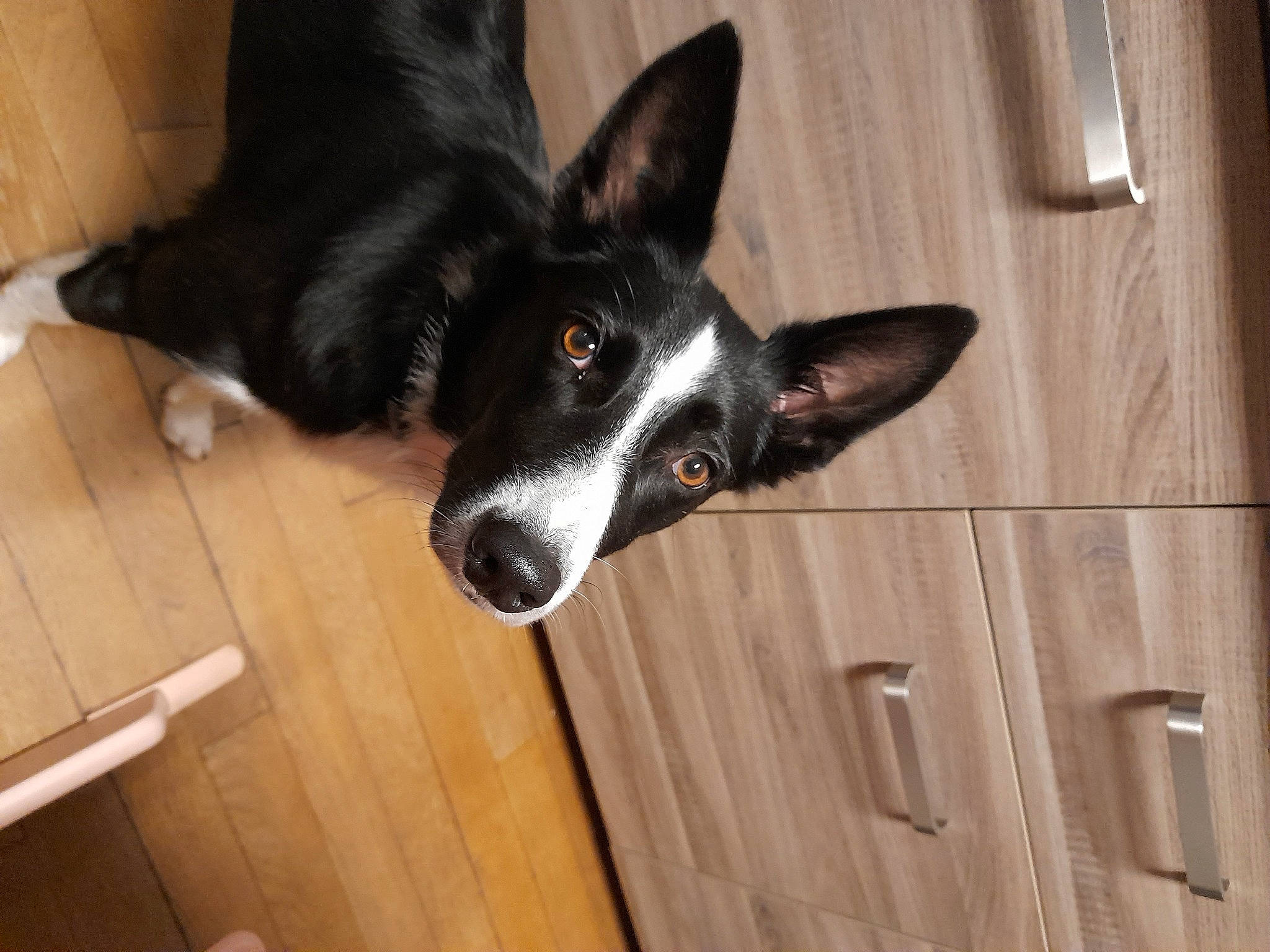 Karma participe au concours pour gagner de l'argent avec cette photo : canidae, carnivore, companion_dog, dog, dog_breed, flooring, foot, fur, hardwood, herding_dog, plank, snout, sporting_group, tail, varnish, whiskers, wood, wood_flooring, wood_stain, working_animal