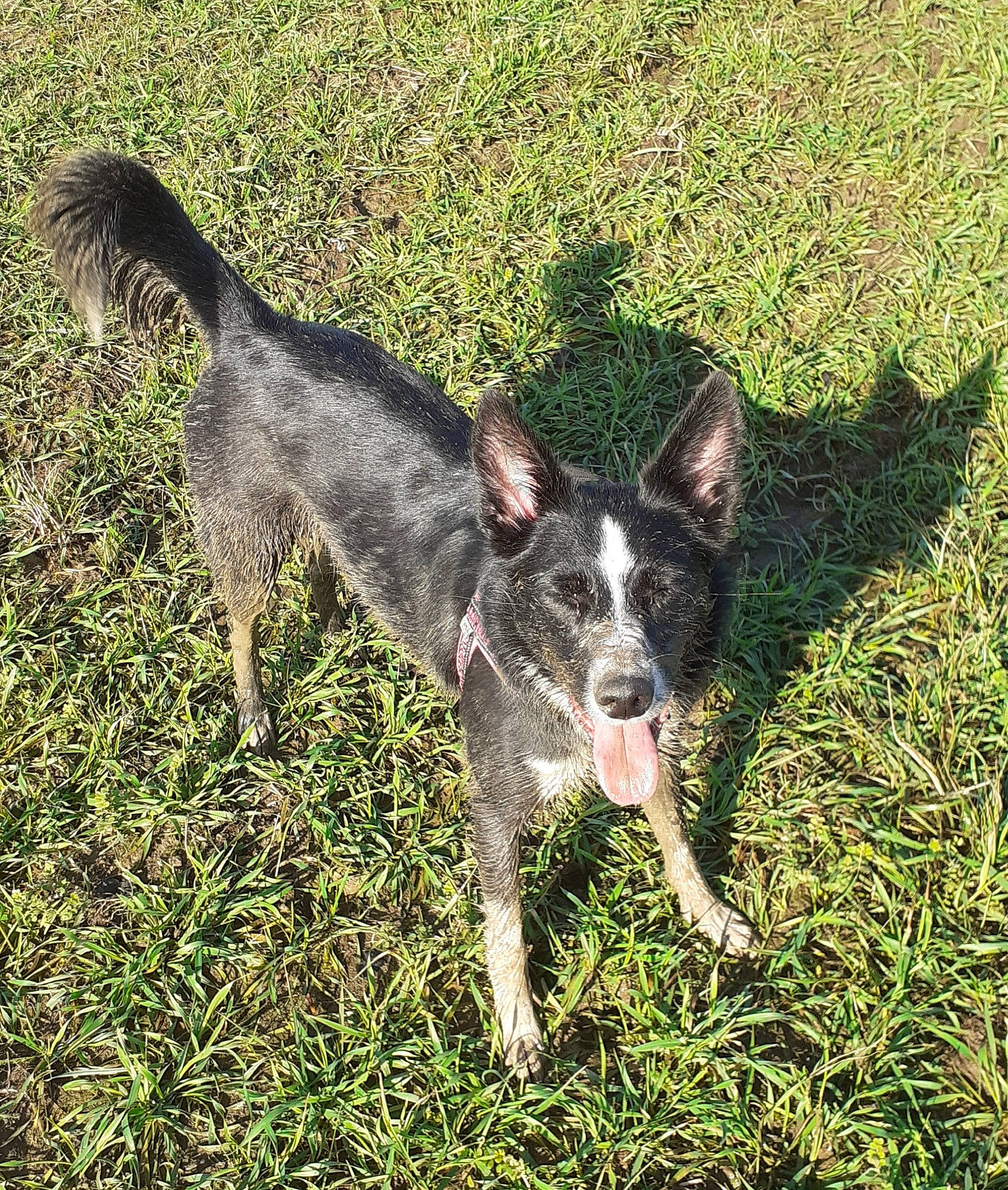 Karma participe au concours pour gagner de l'argent avec cette photo : canidae, carnivore, collar, companion_dog, dog, dog_breed, dog_collar, grass, groundcover, non_sporting_group, plant, snout, soil, sporting_group, tail, terrestrial_animal, whiskers, working_animal, working_dog