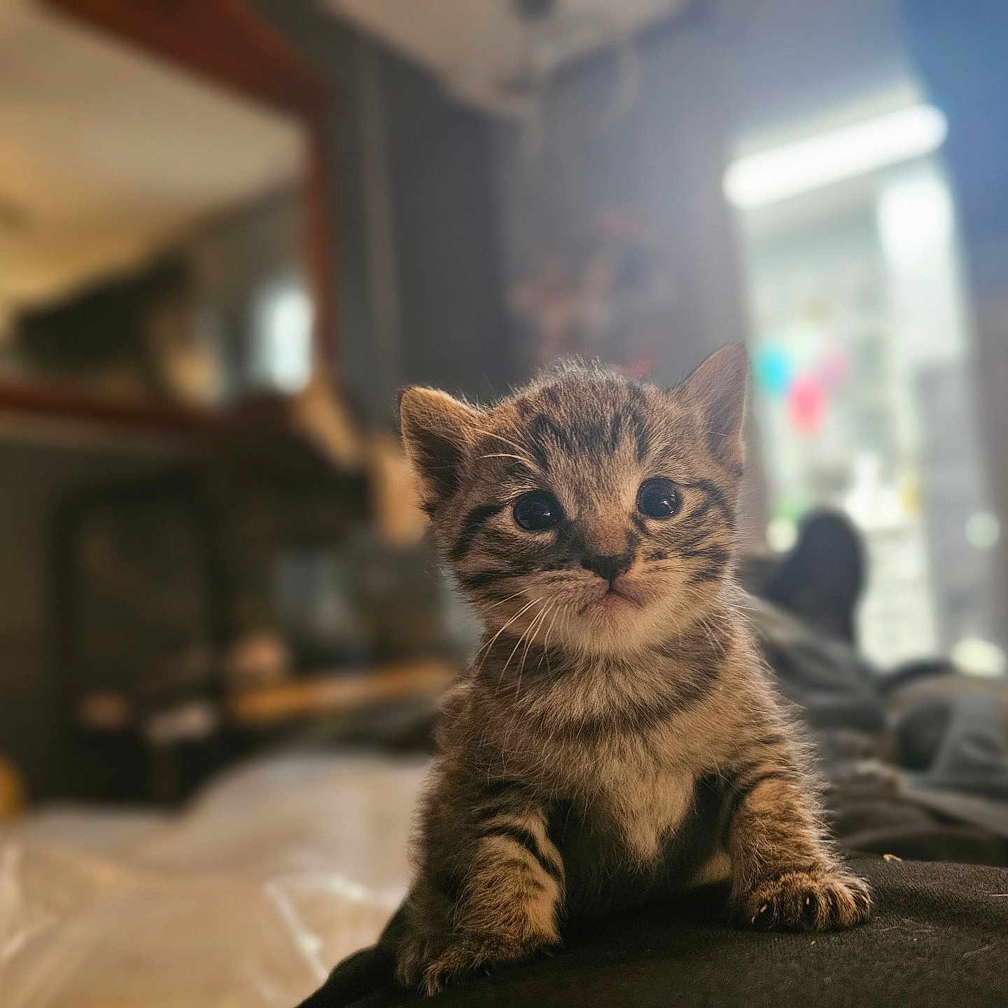 Luigi Mangioni joined the competition — help win amazing prizes! abyssinian, animal, cat, indoors, kitten, manx, pet, wood