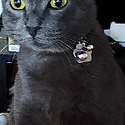 Starr Quinn is registered to the contest to win money with this photo: cat, gray_cat, yellow_eyes, collar, bell, pet, close_up, indoor, portrait, animal, feline, whiskers, fur, domestic_cat, face, ears, alert, looking_away, technology_overlay, screen