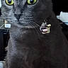 cat, gray_cat, yellow_eyes, collar, bell, pet, close_up, indoor, portrait, animal, feline, whiskers, fur, domestic_cat, face, ears, alert, looking_away, technology_overlay, screen
