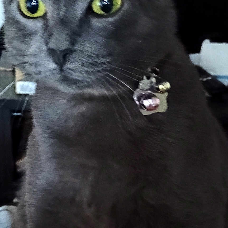 Starr Quinn is registered to the contest to win money with this photo: cat, gray_cat, yellow_eyes, collar, bell, pet, close_up, indoor, portrait, animal, feline, whiskers, fur, domestic_cat, face, ears, alert, looking_away, technology_overlay, screen