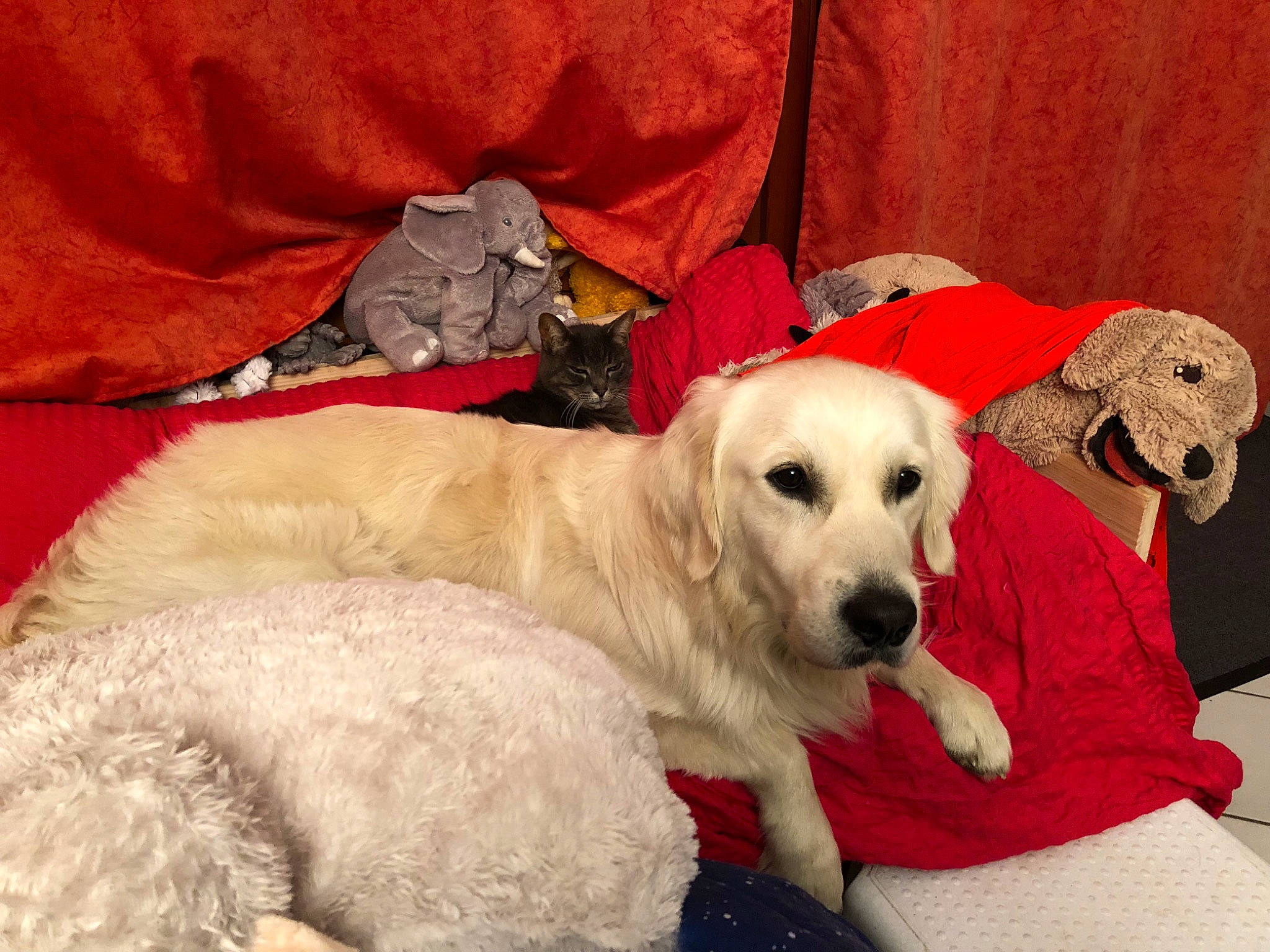 Gremlins participe au concours pour gagner de l'argent avec cette photo : canidae, carnivore, comfort, companion_dog, dog, dog_breed, dog_supply, fur, golden_retriever, gun_dog, labrador_retriever, pet_supply, retriever, snout, sporting_group, vertebrate, working_animal, working_dog