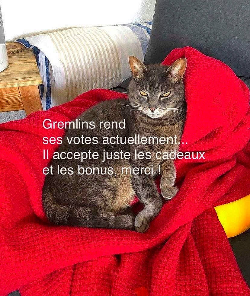Gremlins a rejoint le concours — aidez-le/la à gagner de superbes lots ! bag, carnivore, cat, cat_supply, comfort, couch, domestic_short_haired_cat, fawn, felidae, font, fur, grey, linens, luggage_and_bags, pet_supply, small_to_medium_sized_cats, snout, tail, textile, whiskers