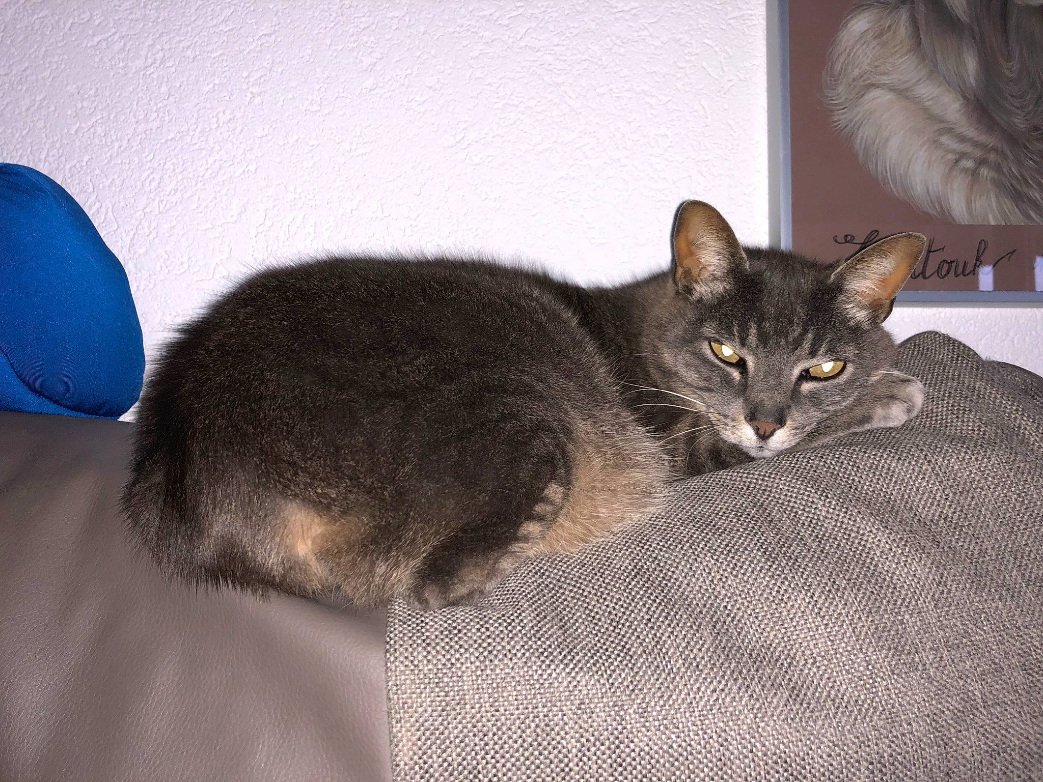 Gremlins participe au concours pour gagner de l'argent avec cette photo : carnivore, cat, comfort, domestic_short_haired_cat, felidae, fur, linens, small_to_medium_sized_cats, snout, tail, vertebrate, whiskers