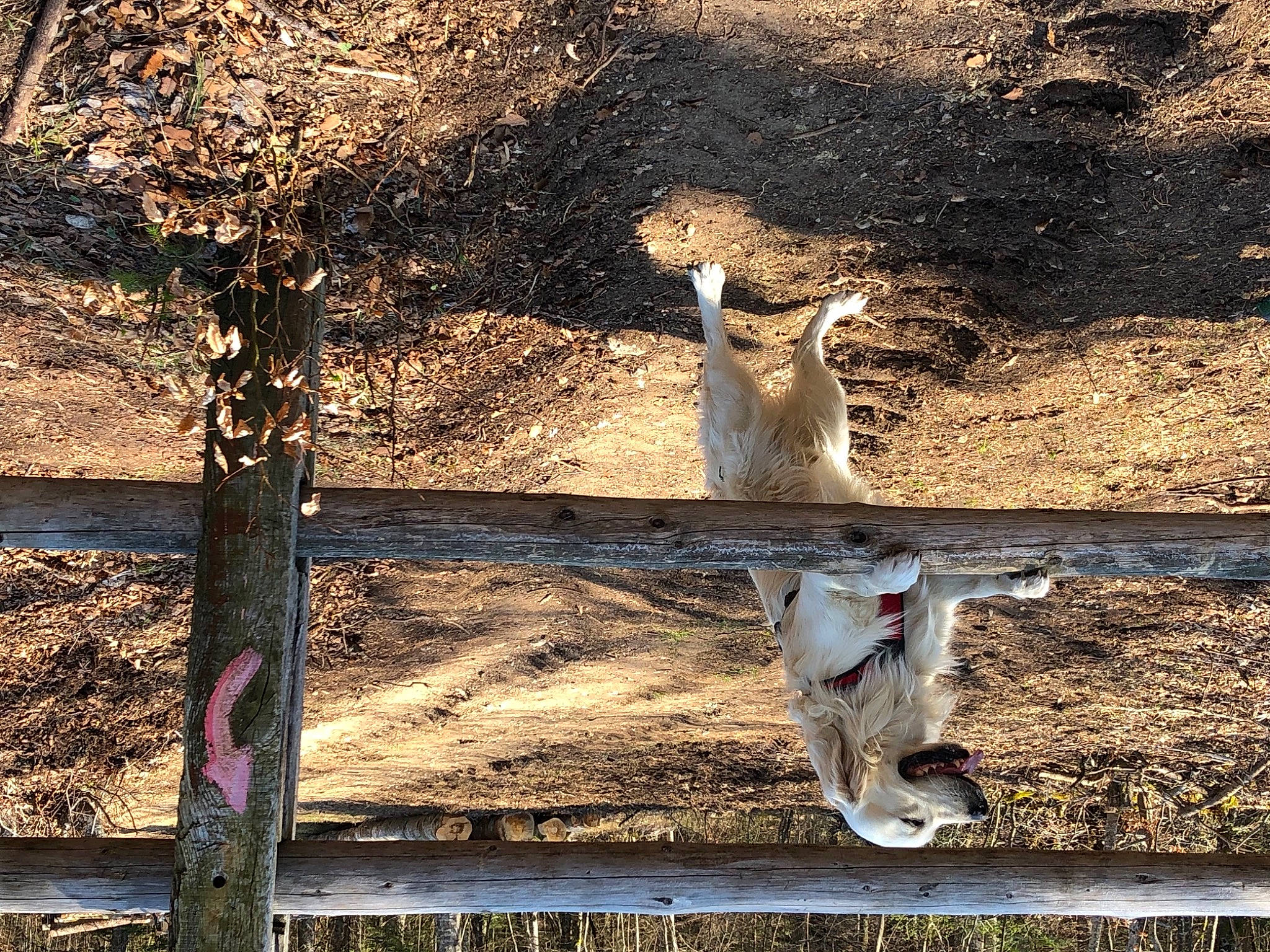Neptune participe au concours pour gagner de l'argent avec cette photo : adaptation, fawn, plant, soil, tree, trunk, wildlife, wood