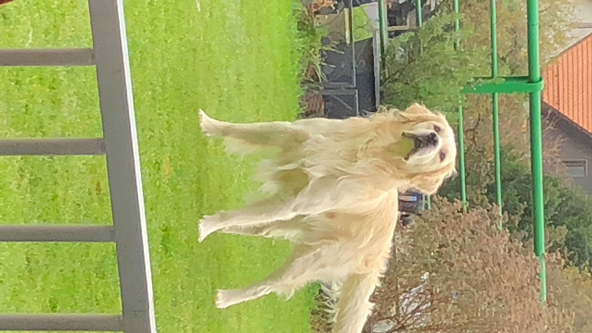 Neptune a rejoint le concours — aidez-le/la à gagner de superbes lots ! dog_breed, fawn, grass, sporting_group, tail