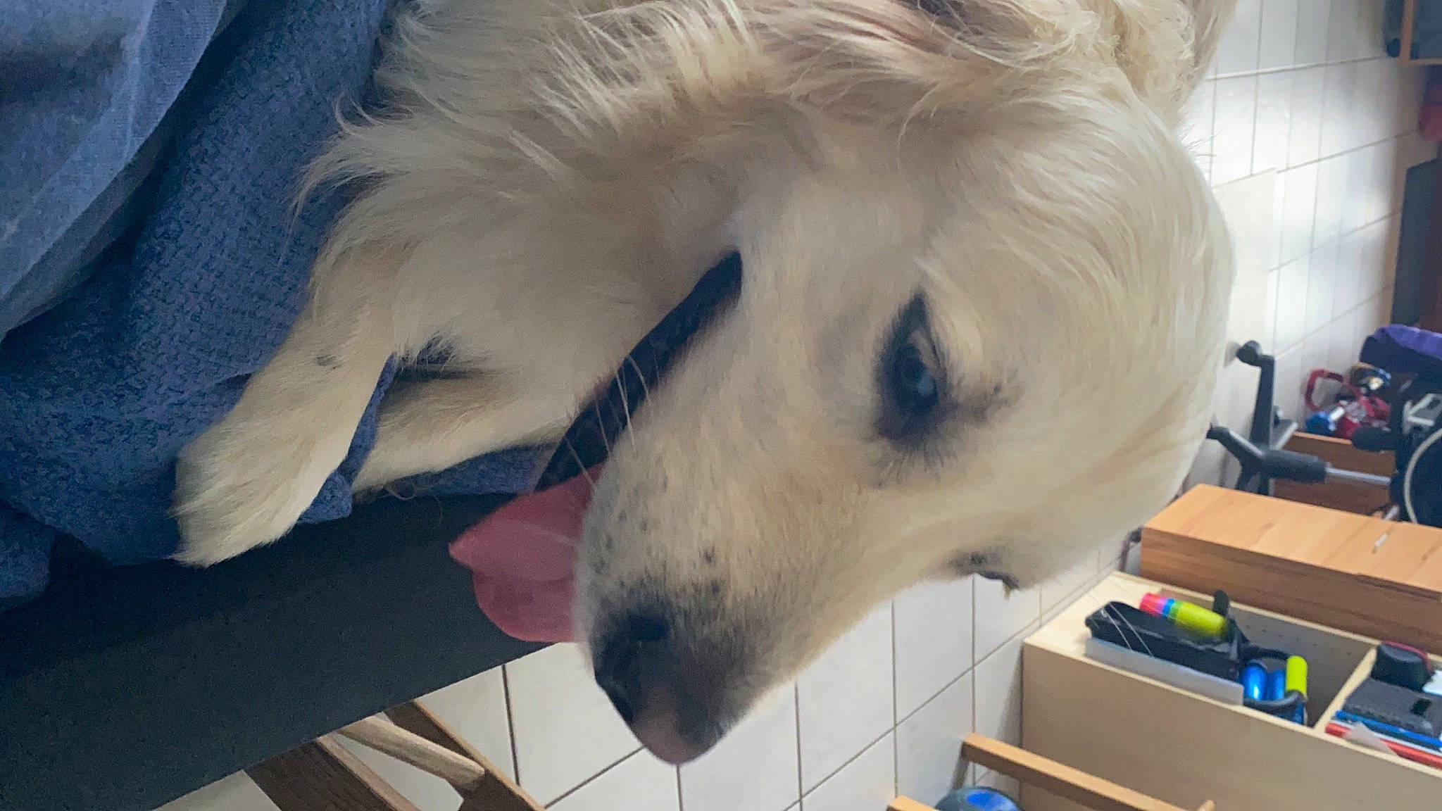 Neptune participe au concours pour gagner de l'argent avec cette photo : borzoi, canidae, carnivore, companion_dog, dog, dog_breed, nose, silken_windhound, snout, sporting_group