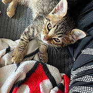 Gaza a rejoint le concours — aidez-le/la à gagner de superbes lots ! black, blanket, cat, clothing, curious, ear, feline, fur, gray_surface, kitten, patterned_blanket, paw, person, pet, red, relaxed, tabby, whiskers, white, young_animal