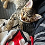 black, blanket, cat, clothing, curious, ear, feline, fur, gray_surface, kitten, patterned_blanket, paw, person, pet, red, relaxed, tabby, whiskers, white, young_animal