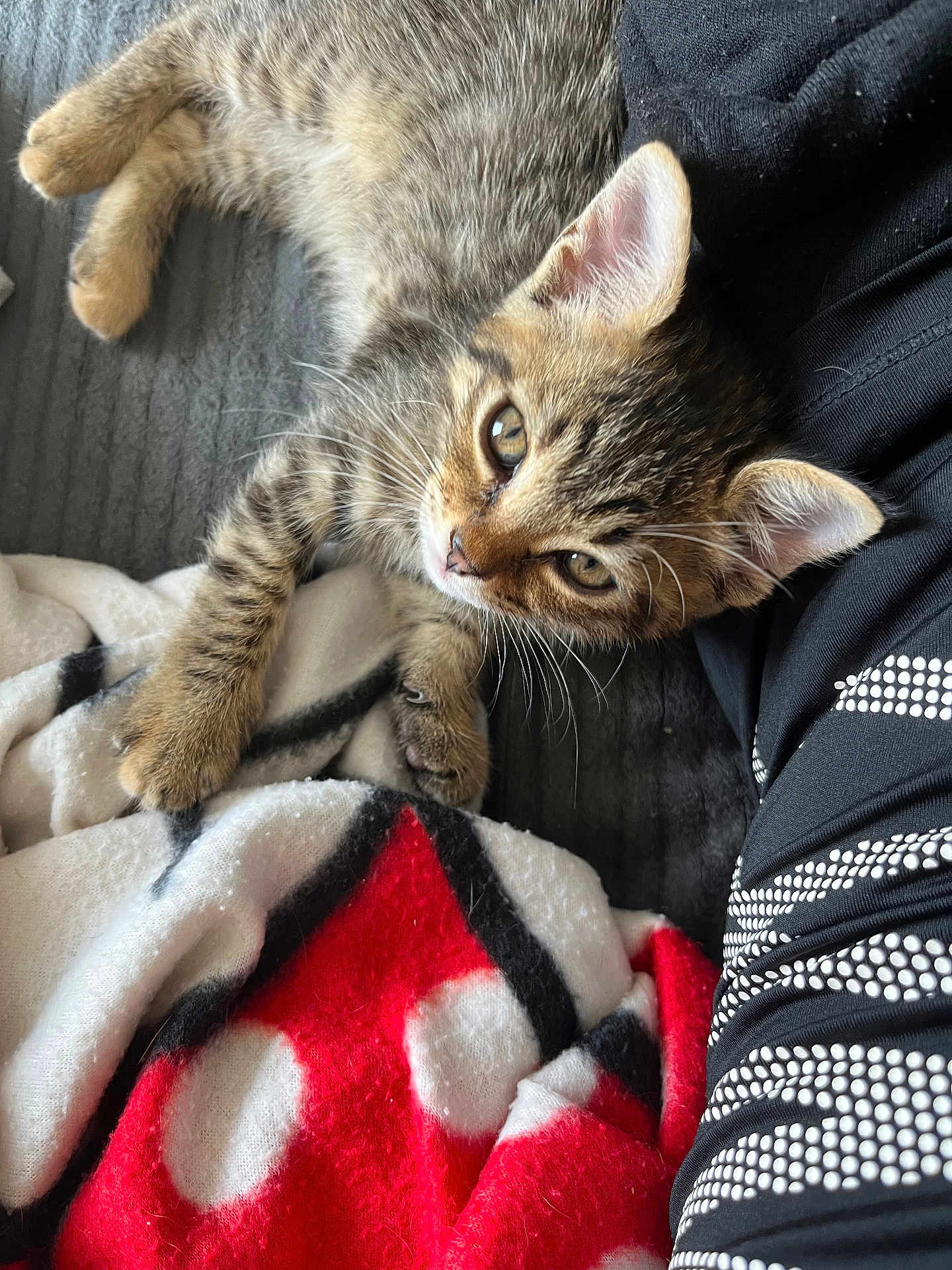 Gaza a rejoint le concours — aidez-le/la à gagner de superbes lots ! black, blanket, cat, clothing, curious, ear, feline, fur, gray_surface, kitten, patterned_blanket, paw, person, pet, red, relaxed, tabby, whiskers, white, young_animal