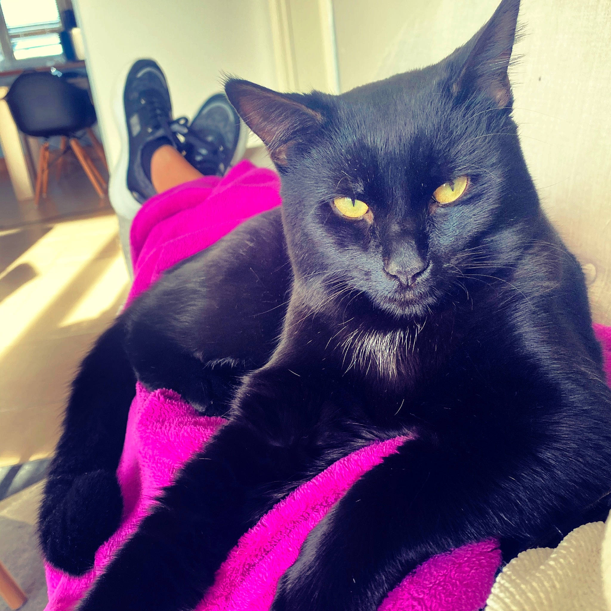 Medine a rejoint le concours — aidez-le/la à gagner de superbes lots ! black_cat, bombay, carnivore, cat, chair, comfort, domestic_short_haired_cat, electric_blue, felidae, fur, grey, magenta, mammal, purple, small_to_medium_sized_cats, snout, tail, vertebrate, violet, whiskers