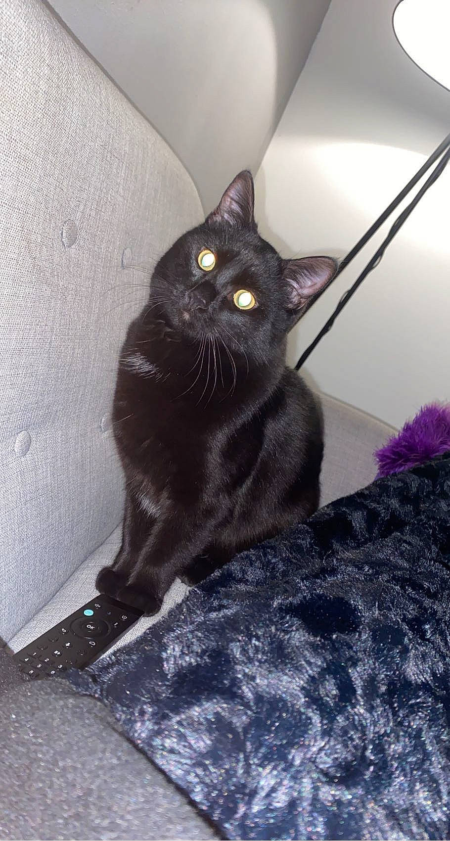 Medine a rejoint le concours — aidez-le/la à gagner de superbes lots ! black_cat, bombay, carnivore, cat, claw, comfort, domestic_short_haired_cat, felidae, fur, grey, havana_brown, paw, small_to_medium_sized_cats, snout, tail, whiskers