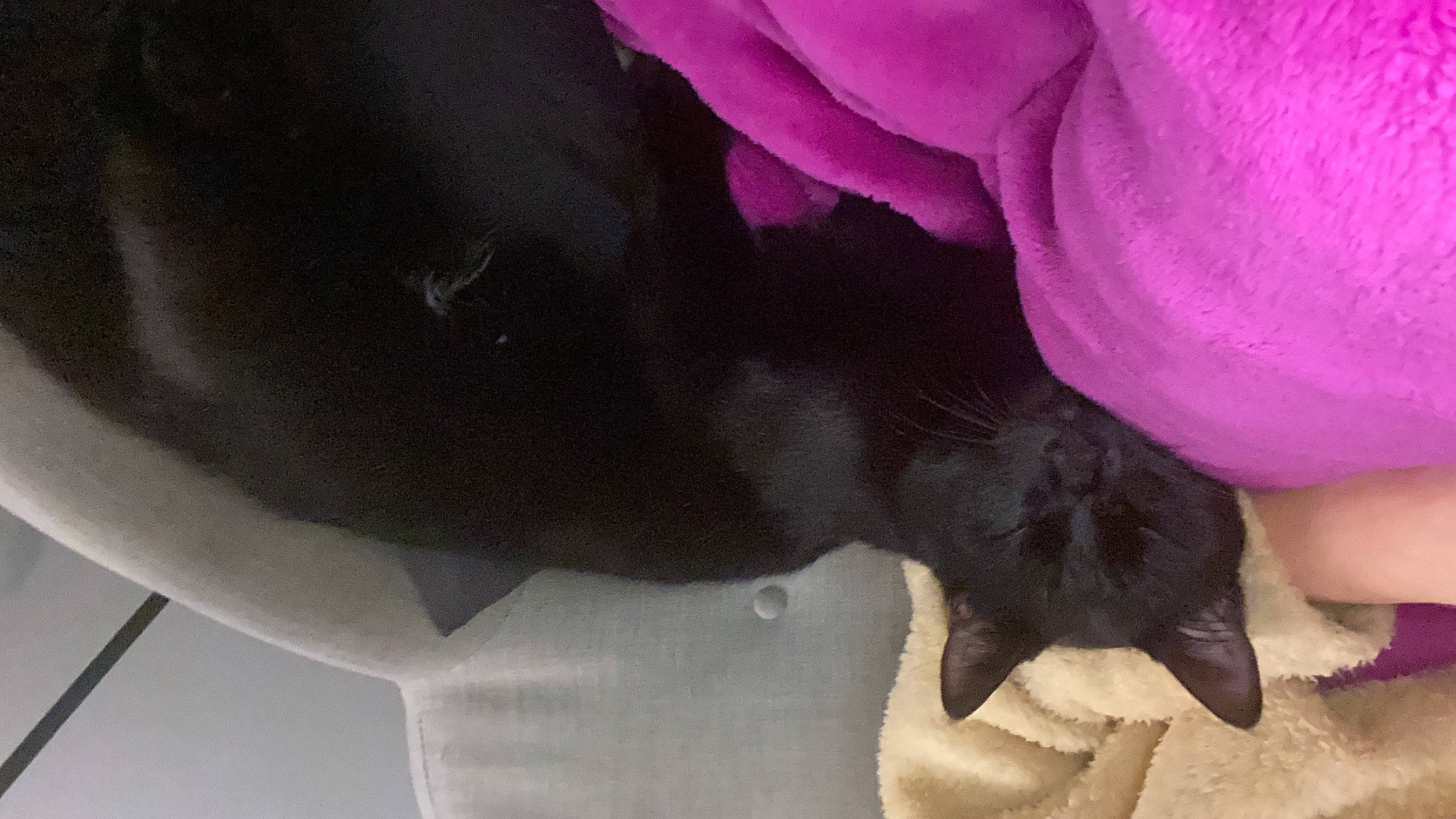 Medine participe au concours pour gagner de l'argent avec cette photo : carnivore, companion_dog, dog, dog_breed, fawn, felidae, foot, fur, gesture, human_leg, magenta, nail, paw, petal, sporting_group, tail, tints_and_shades, whiskers, working_animal, wrist