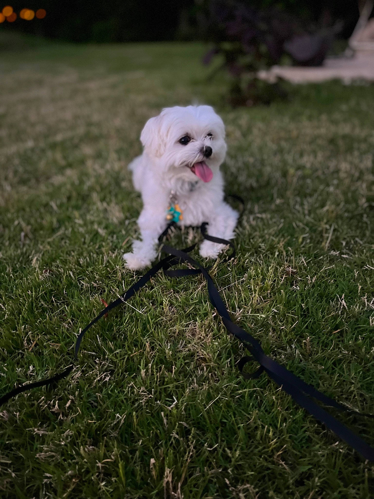 Milky is registered to the contest to win money with this photo: canidae, carnivore, collar, companion_dog, dog, dog_breed, dog_collar, fawn, grass, leash, petal, plant, poodle_crossbreed, small_terrier, snout, sporting_group, tail, terrier, toy_dog, working_animal
