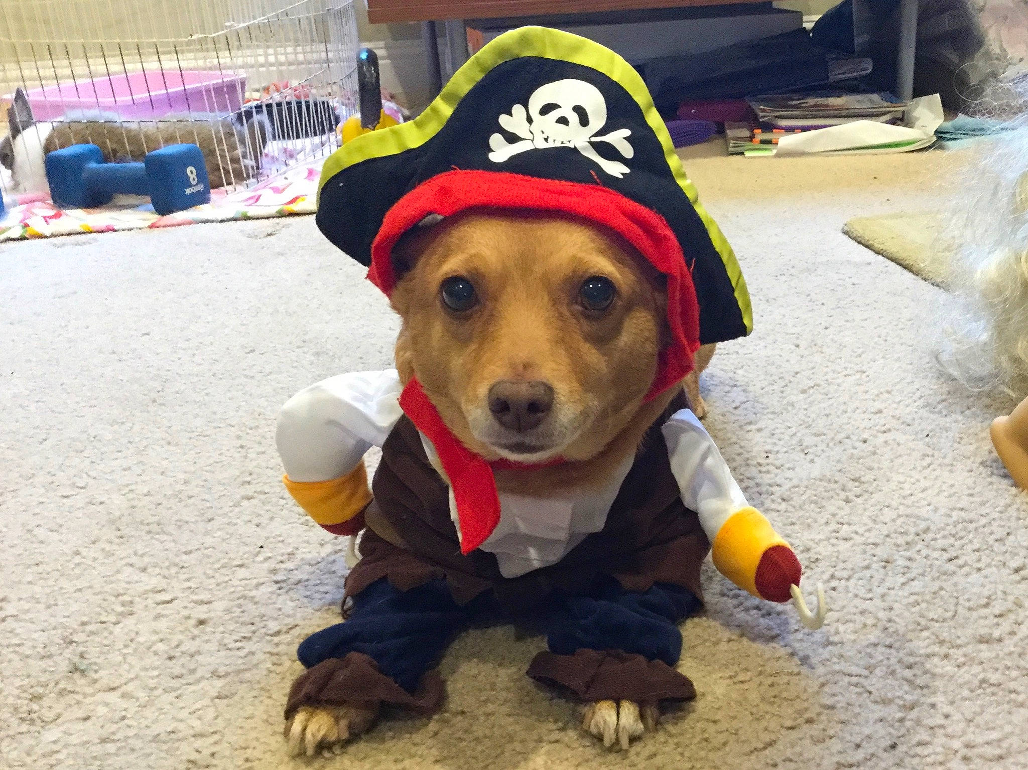 Duck is registered to the contest to win money with this photo: canidae, carnivore, costume, dachshund, dog, dog_breed, dog_clothes, hat, headgear, puppy, smile, snout, sporting_group